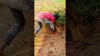 হাত দিয়ে মেশিনের মতো ধান কাটা😱 #viral