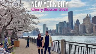 ⁴ᴷ NYC Spring Walk:  Roosevelt Island Cherry Blossom 2023 & Roosevelt Island Tram Ride to Manhattan