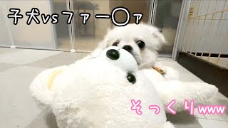 【ペキチワ】そっくりなぬいぐるみプレゼントしたら大発狂したわんこ