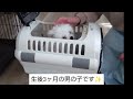 初めて犬をお迎えしました✨