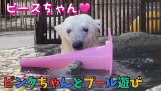 ピンクちゃんと一緒にプール遊び❤️しろくまピース2024年1月8日とべ動物園にて