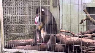 Mandrill Monkey…unexpected moment.. 🫣 😅 Okinawa Zoo in Japan. shocked at the end🫣