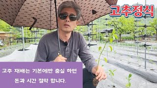 고추 재배는 기본에만 충실 하면 돈과 시간 절약 됩니다. / 고추모종 심는시기 [고추농사] 텃밭가꾸기