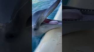 !! When the dolphin shows its cute tongue