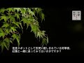 将軍塚青龍殿　国宝青不動御開帳とライトアップ2014 京都いいとこ動画