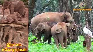 Mamma Elephant with its Twin Baby Elephants!!! திருச்சூர்- அதரப்பள்ளி இரட்டையர்கள் ( யானை குட்டிகள்)