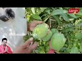 ರೈತ ಪಂಡಿತ ಸಾವಯವ ಕೃಷಿಕ ಭೀರಪ್ಪ ವಗ್ಗಿ ತಾಂಬಾ organic farming by bhirappa waggi tamba