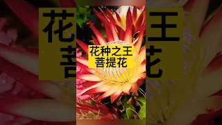 菩提花｜花种之王｜伶俐小和尚#人生感悟 #人生哲理 #佛語