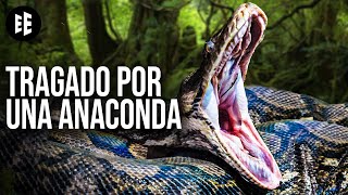 ¿Qué Pasaría Si Te Tragara Una Anaconda?