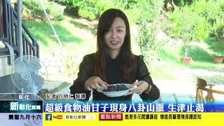 新彰化新聞20211021 超級食物油甘子現身八卦山脈 生津止渴