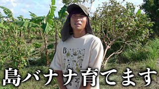 【ハイサイ村#67】島バナナの育て方教えてもらいました