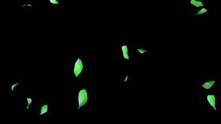 Flower petals overlay 4K black screen effect