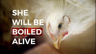 Birds are being boiled alive. It needs to end! ❘ Ban Live-Shackle Slaughter