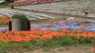 花の駅せら～花盛り