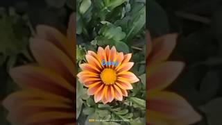 Gazania flower 🌺 গাজানিয়া #flower #viral #garden #gardening#shorts  #youtubeshorts #bengali