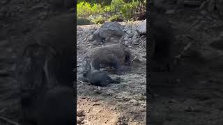 यसरी खायो ड्रागनले जंगली बँदेल A dragon swallowed junglee boar 🐗 #amazing #wildlife