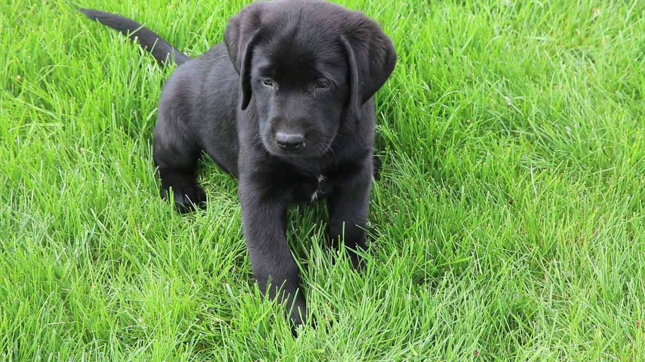 Lab Puppies For Sale - YouTube