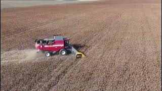 Zaffrani sunflower harvest in 2021