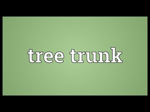 What is the example of trunk?