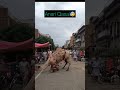 Camel qurbani 2025 | camel qurbani | zulqarnain vlogs | zulqarnain new vlogs | rajab family