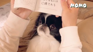 猫本を夢中に読んでたら本気で嫉妬しちゃったモモ狆...汗