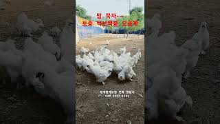 밥묵자~~토종 턱보백봉 오골계,청계종계농장  2024,5,23,