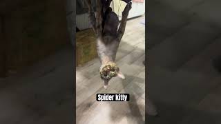 Spider Kittyo like yeah you thought I wasn’t going be spider man