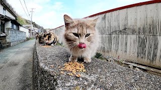 猫島のおやつタイム！一列に並んでカリカリを食べる猫達