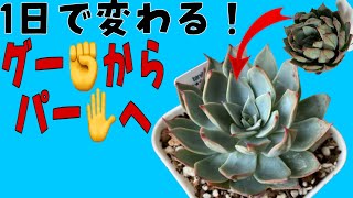 【多肉植物】多肉図鑑vol.7狩っ多肉紹介！