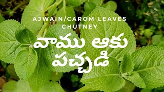 వాము ఆకు పచ్చడి/carom leaves chutney/Ajwain leaves chutney