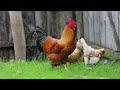 cute and wonderful farm animals rooster rabbit lamb horse cow duck. animal sounds