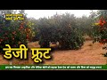 daisy fruit natural farming citrus mosambi malta फल उत्कृष्ट का केंद्र वीडियो पूरा देखें