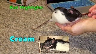 Rat Highlight - Cream