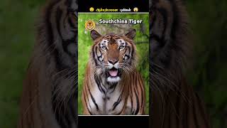 புலிகளின் ரொம்பவே 5 அசத்தலான Facts || Interesting Tiger Facts || Animal Voiceover Tamil