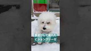 散歩中に雪遊びして疲れ果てたビションフリーゼ #shorts #子犬 #雪