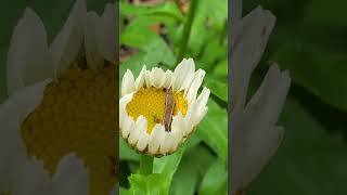 Backyard bug hunt - yellow striped armyworm