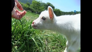 ヤギの赤ちゃん いっしょにあそぼ～♪さつき＆しろすけ（一番かわいい時期＊生後20日目）（No.20）　 福岡ちかげのどうぶつとお話シリーズ 「ある日のわたし・こんなボク」