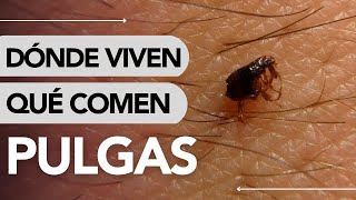 Dónde VIVEN las PULGAS y QUÉ COMEN ¡Impresionante!😯🧐