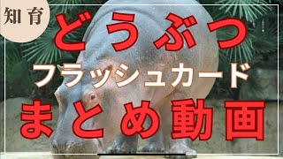 【まとめ動画】動物の名前を覚えるフラッシュカード！赤ちゃんから子ども向け知育動画