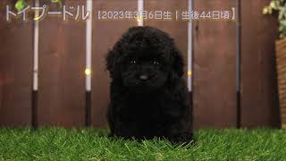 滋賀県｜トイプードル子犬｜2023.3.6生（生後44日目）②｜ブラック｜女の子｜ペットショップHUG