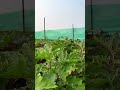 organic vegetable garden organic vegetables vegetablegarden kitchengadgets natural shortsfeed