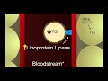 usmle step 1 lesson 74 key enzymes in lipid transport and major apolipoproteins