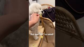 Koko is saying “NO” to salad! #bichonfrisepuppy #bichon #puppy #dog