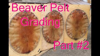 How Beaver Pelts are Graded Complete and detailed Part 2