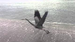 Grey Heron Taking Off