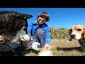 【大日ヶ岳】ビーグル犬のロマと黒柴チッチの犬連れ登山　山頂でホットサンド食べよう！ダイナランド登山口