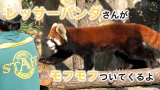 飼育員さんについていくはらぺこレッサーパンダ（野毛山動物園）