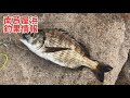 チヌが良い！ サビキとサヨリも楽しめる！南芦屋浜釣果情報