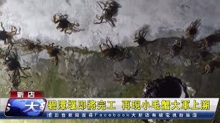 碧潭堰即將完工 再現小毛蟹大軍上溯