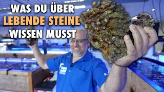 LEBENDE STEINE - Was du wissen solltest!